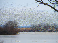 Middle Creek Wildlife Preserve